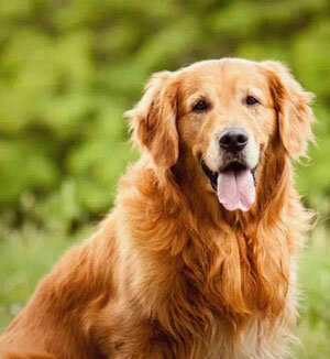 🐶