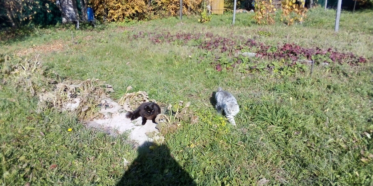 Брошенные кошки