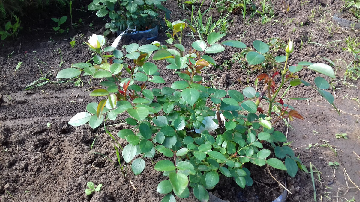 Временно в вазоне, для подтверждения сортности - июнь 2017г.