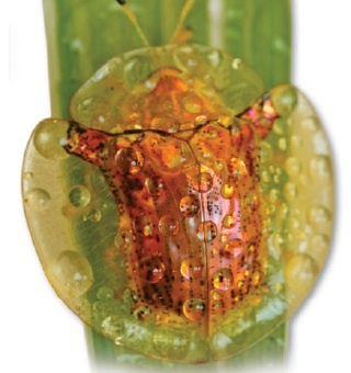   Золотые черепахи — совсем маленькие жуки. Самая большая зарегистрированная длина тела — 7 мм