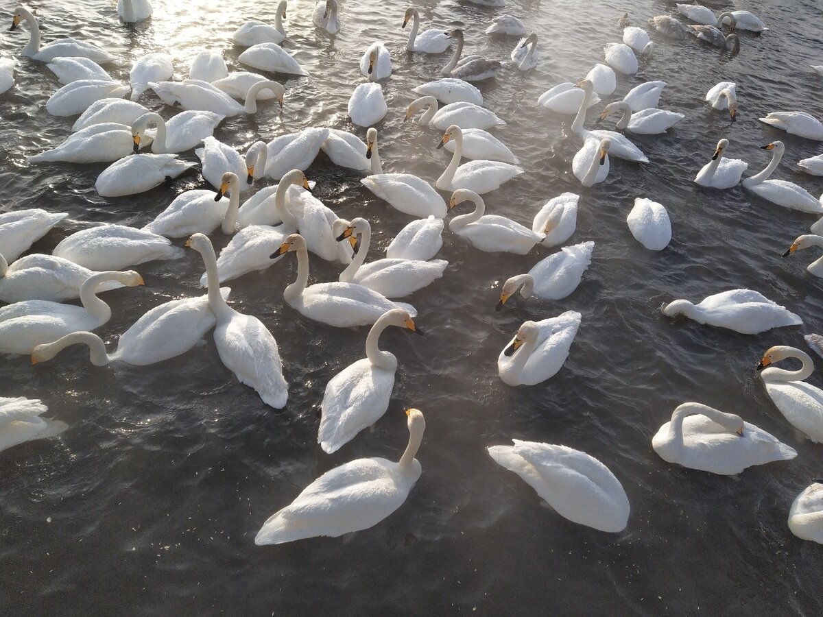 Лебеди-кликуны озере Светлое.