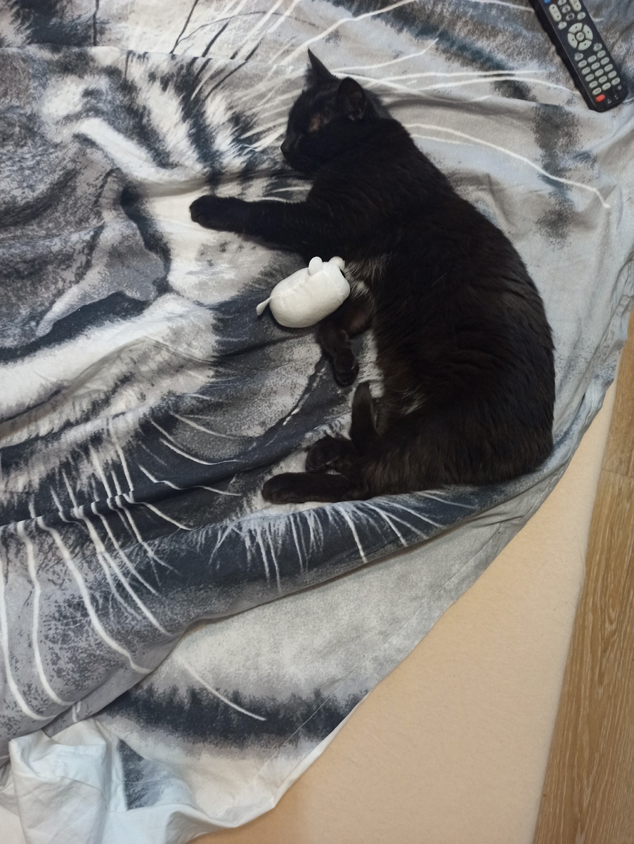 Вот такая кошечка живёт сейчас у нас дома