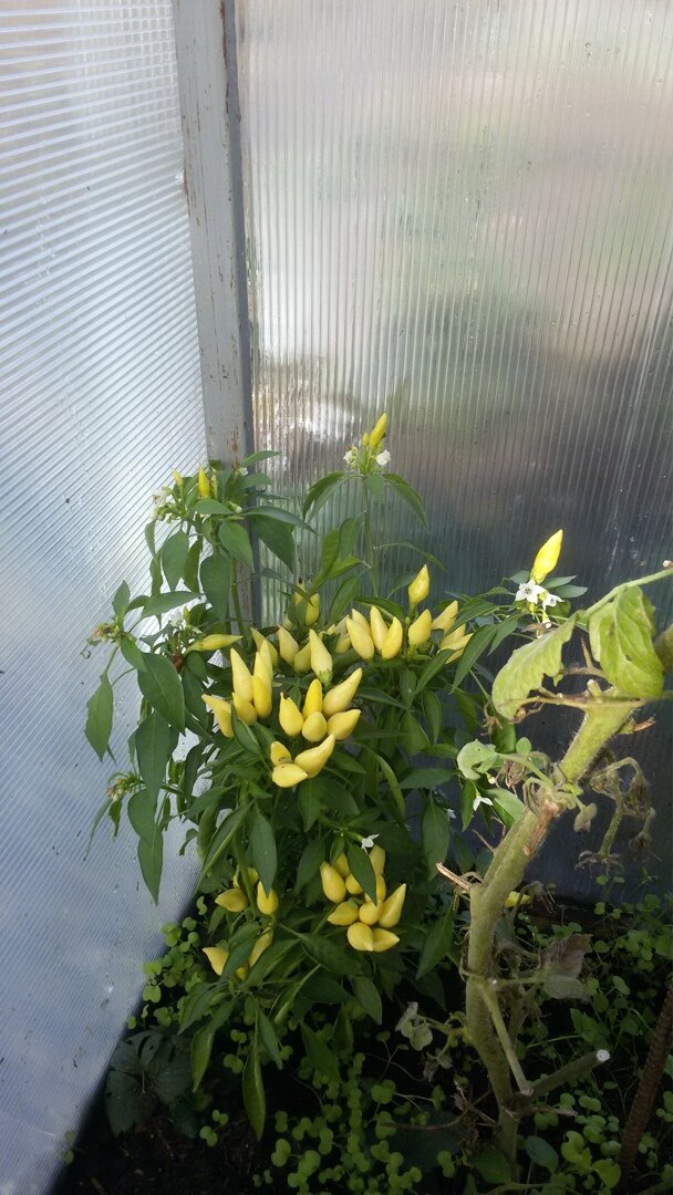 Перчик в технической спелости.