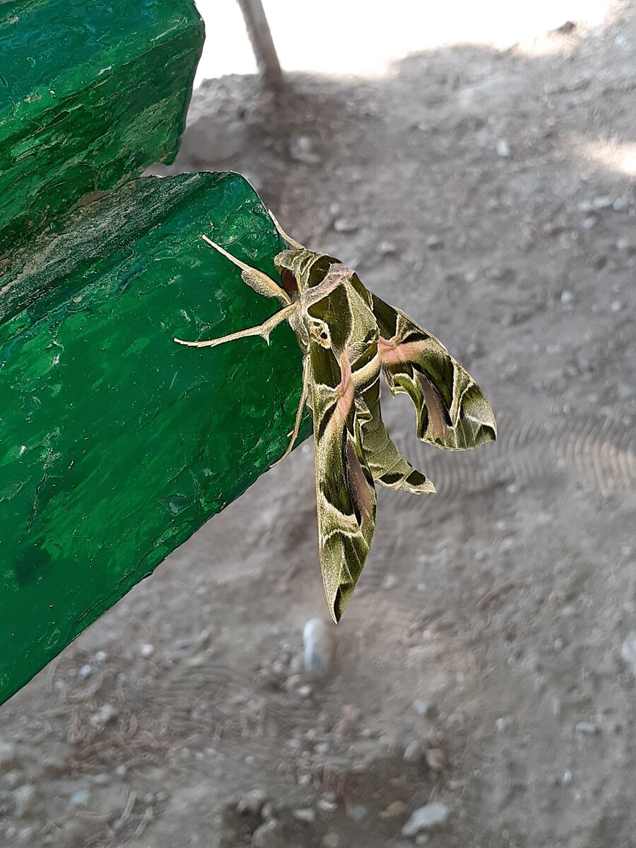 олеандровый бражник (фото автора)