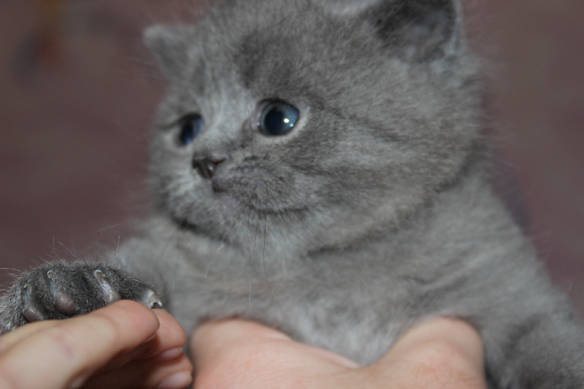 Я тебя никому не отдам - Замерзающий плакал котенок,
Умудренный не по годам,
Рыл он снег серебристый под кленом.

Навсегда я останусь с тобой,
Я спасу нас обоих от стужи,
Потому что под этой луной
Мне никто больше в мире не нужен,

Я сейчас закопаю нас в снег,
Там тепло, отогреются лапки,
Мимо быстро прошел человек,
В зимней куртке и пуховой шапке.

А потом все опять расцветет,
Будет солнце сиять над землей,
И никто никогда не поймет,
Что пришлось пережить нам с тобой.

Ты держись,не смотри,что я мал,
Что в кровь изодрались лапки,
Я не выдохся,просто устал,
Ничего нам помогут боги,

Нет, серьезно, я слышал о них,
Есть такие кошачьи боги.
Даже ветер в долине стих,
слушал сказ малыша у дороги.

А котенок копал и копал,
Вспоминая о солнечном лете,
Он безумец,еще не знал,
Что остался один на свете.

Рядом с ним, на седом полотне,
Еще теплое тело лежало,
А из глаз, по мохнатой щеке,
Золотая слезинка бежала.

Эй, малыш, перестань копать,
Все-равно ей уже не поможешь,
Будет лучше тебе поспать,
О нее погреться ты сможешь,

Но безумец не слышит, сопит,
Он не сдастся теперь холодам
И упрямо во мглу твердит:
- Я тебя никому не отдам.

Время - за полночь, люди спят,
Находясь в поддельном раю,
У котенка глаза блестят,
Он закончил работу свою,

Тихо, тихо ступая на снег,
Подошел туда, где трупик лежал
И почти как человек,
Он на ушко ей прошептал:

- Милая, милая моя, я с тобой,
Я тебя никому не отдам,
Я у клена, под снежной горой,
Нам построил постельку, мам,

Он туда перенес ее,
А потом закопался сам,
Колыбельную пел мороз,
Но ее не услышать вам,

Колыбельная эта для тех,
Кто любовью всю жизнь живет,
Забывая о бедах своих,
Только верность в крови несет,

Он,безумец, в холодном снегу,
Он за ближнего душу отдал,
До последнего мига, в бреду,
Он за шею ее обнимал...
