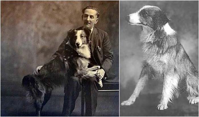 10 самых известных собак в истории