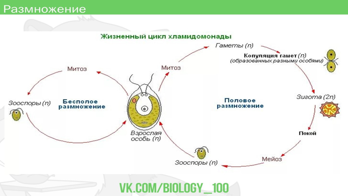 Среда размножения водорослей. Цикл развития хламидомонады. Размножение хламидомонады. Жизненный цикл хламидомонады ЕГЭ. Бесполое размножение хламидомонады.