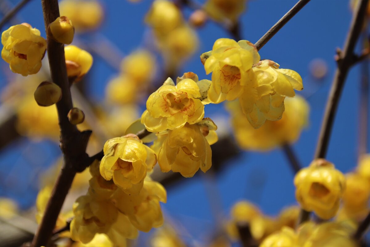 Январь. Слива цветет