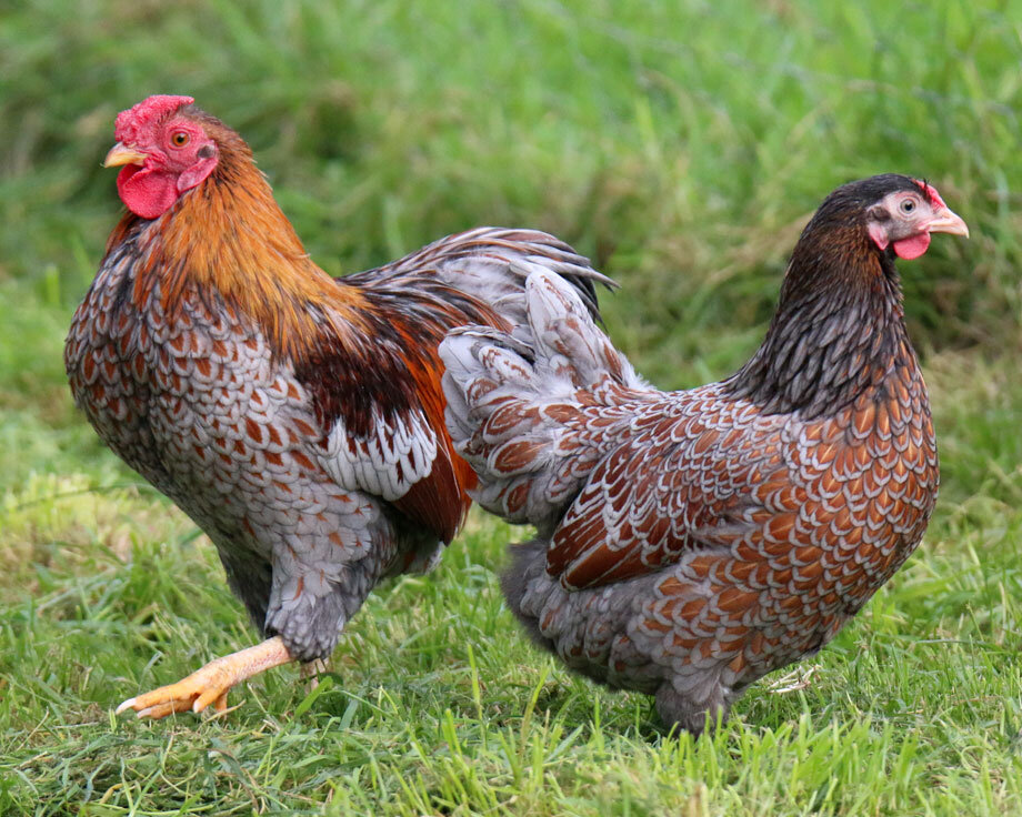 Виандот голубой.