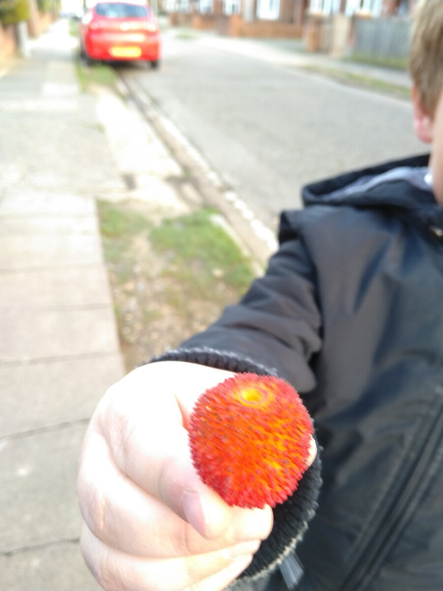 Земляничное дерево/Strawberry tree | замысловатая мама | Дзен