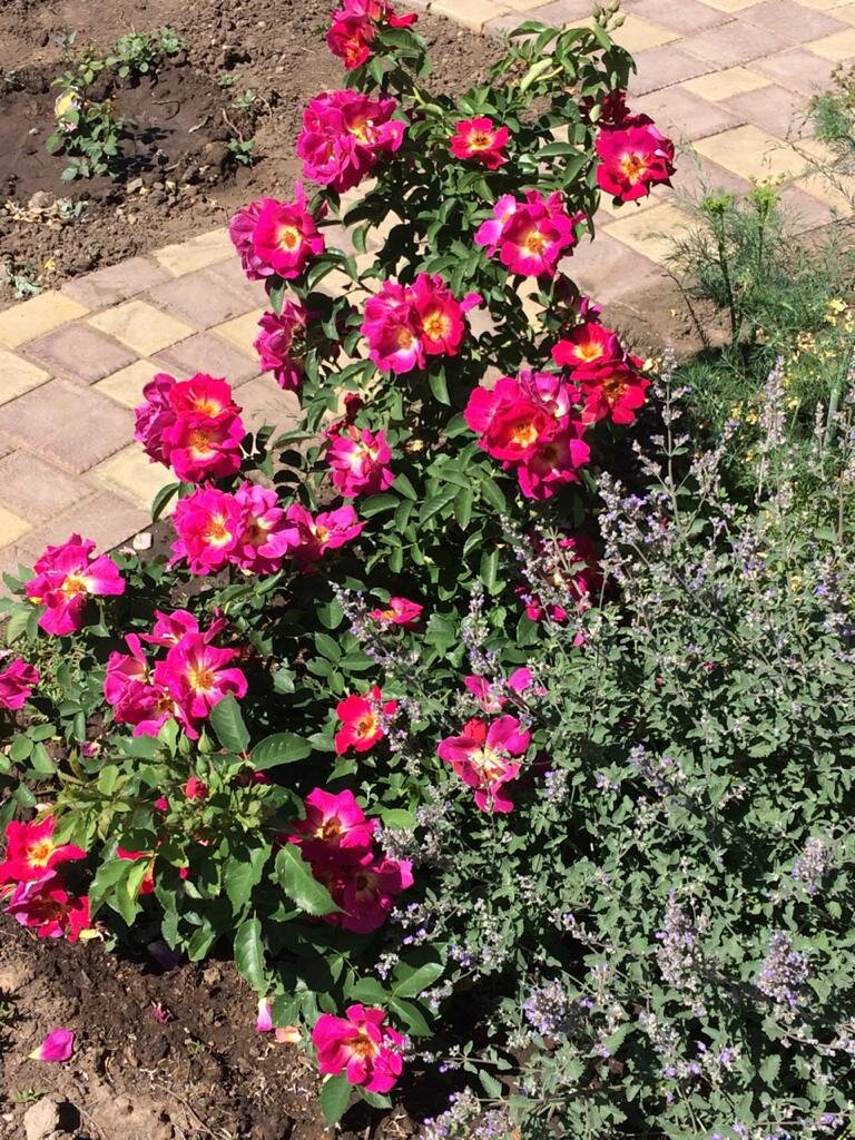 Роза-второгодка. Фото 2017 г.