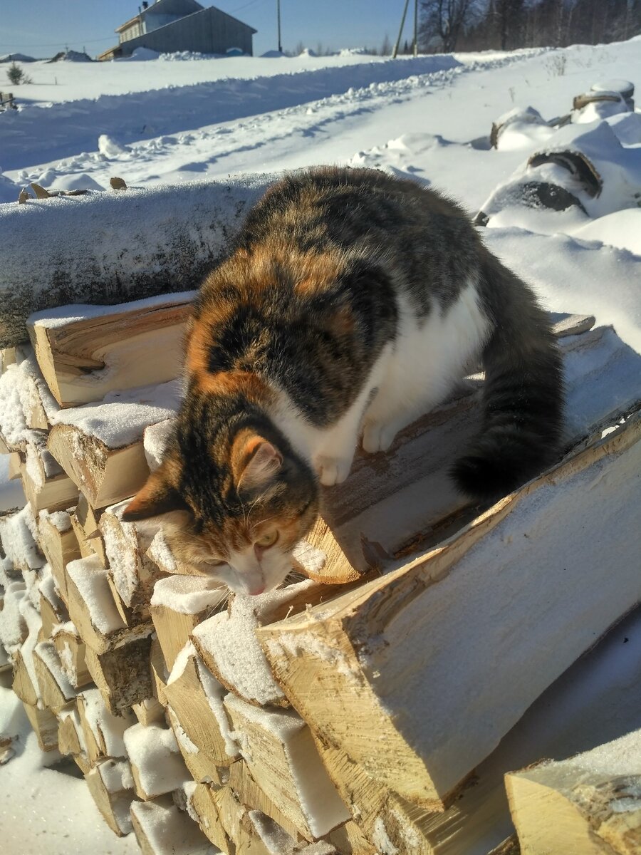 Дрова зимой в деревне - жизненно необходимый ресурс. Сейчас с Юсей перенесем дрова, наколотые мужем, с улицы во двор. Сложим аккуратно на отведенное под них место. 