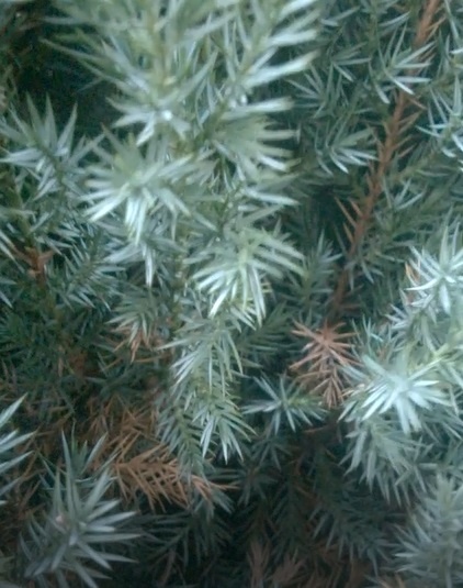 Кое-где пожелтела хвоя можжевельника- ее счищаем на землю и собираем