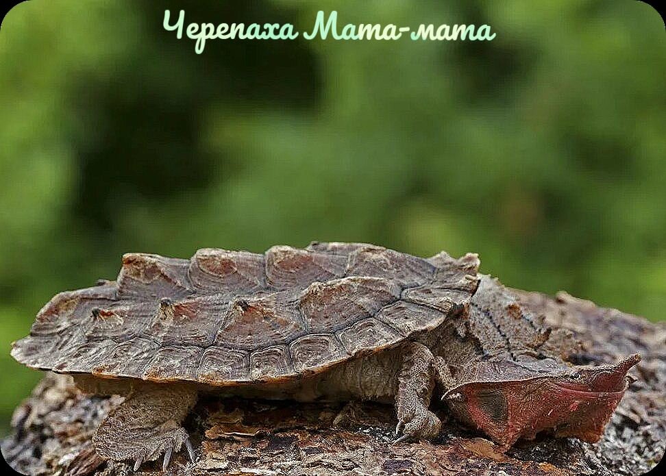 Фото находится в свободном доступе , взято из сети Яндекс