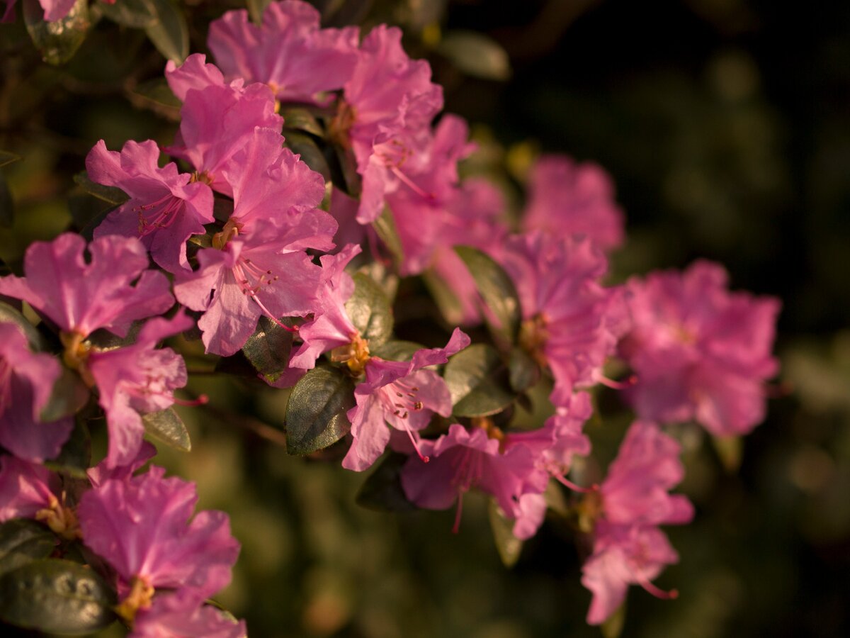 Розовый рододендрон