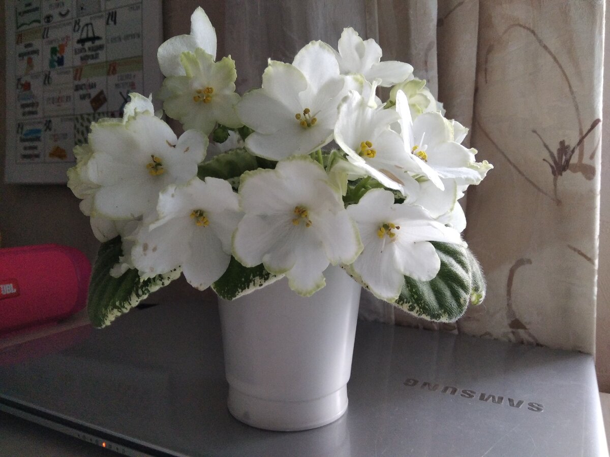 И преспокойно продолжила цвести у меня дома на подоконнике без подсветки с февраля до июня и дальше. Я её подкармливала, конечно. Куст сидит в четырёхугольном стаканчике, который краешками висит на пластиковой банке из-под сметаны 500 мл.  