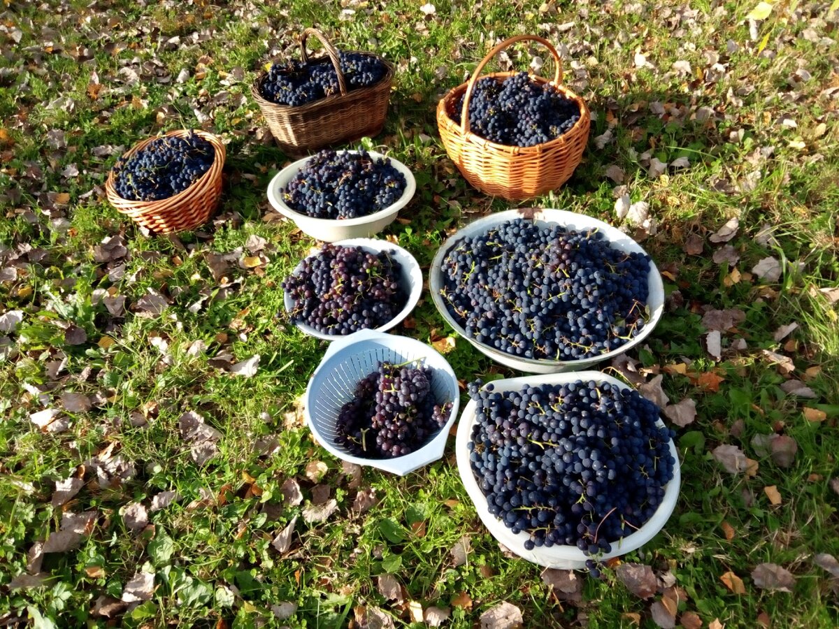 Если вкус первой грозди устраивает, садовод размножает новый сорт черенками от маточного куста.  На фото 36 кг ягод от 10-ти трехлетних кустиков сорта Кишмиш московский. И ещё через пару лет количество ягод увеличится в несколько раз. Фото автора