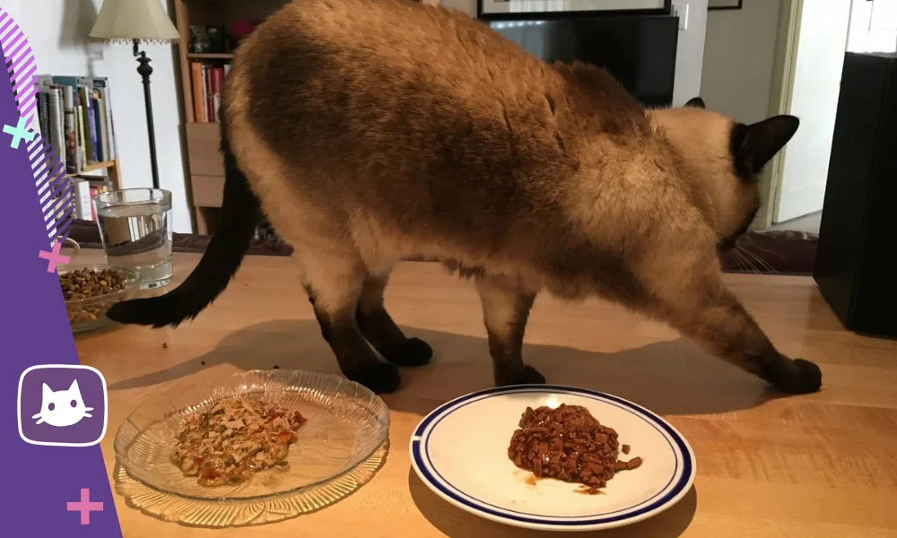 Кошки не поедут. Кот зарывает еду. Кот закапывает миску. Кошка загребает еду.