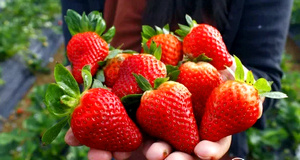 Клубника – хрупкая ягода, долго хранить её в свежем виде сложно. Она быстро мнется и теряет свою привлекательность. Часто за счет повышения срока хранения, плоды значительно проигрывают во вкусе. Однако клубника Альба имеет отличные вкусовые качества и способна переносить длительную транспортировку.  Перед покупкой этого растения нужно знать все достоинства сорта, внешнее описание и правила по выращиванию.