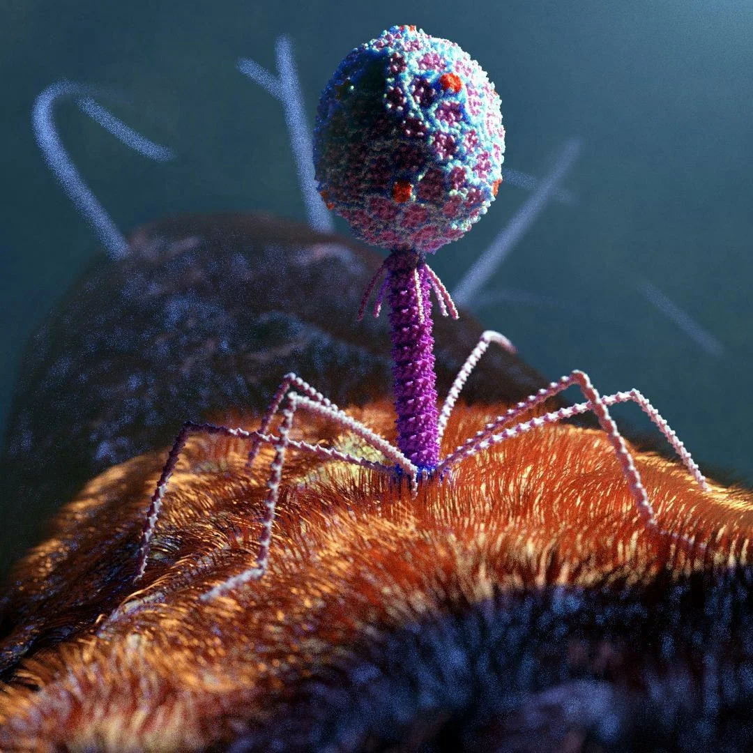 Бактериофагия. Бактериофаг т4. Т4 бактериофаг микроскоп. Бактериофаг т4 вирус. Вирусы бактерий бактериофаги.