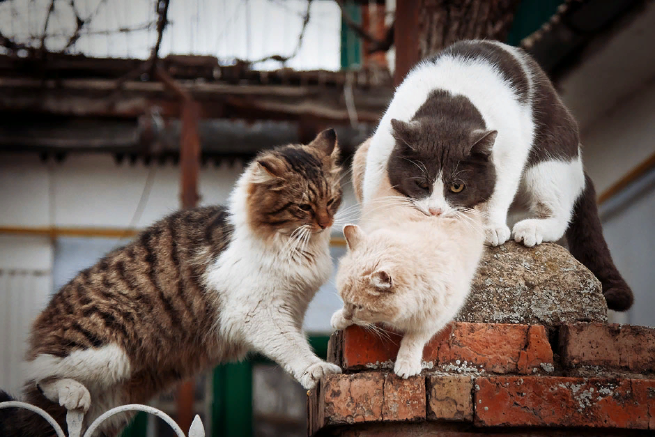 Кошка зовет кота. Мартовский кот. Мартовская кошка. Март коты. Мурановские коты.