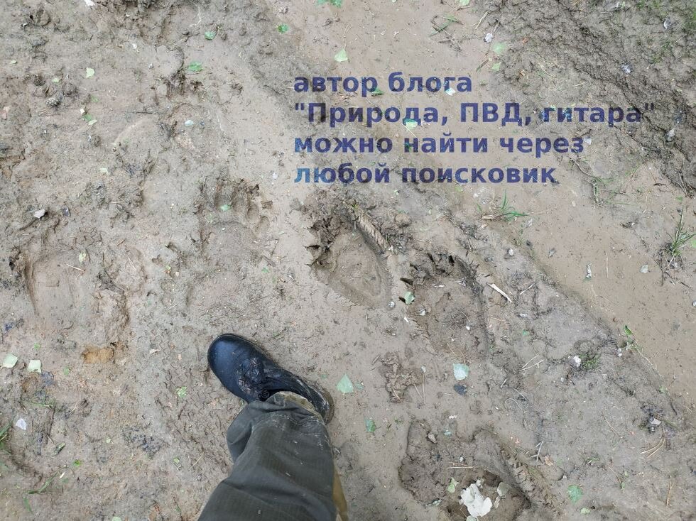 вот такая встреча, очень четкий и хороший след медведя