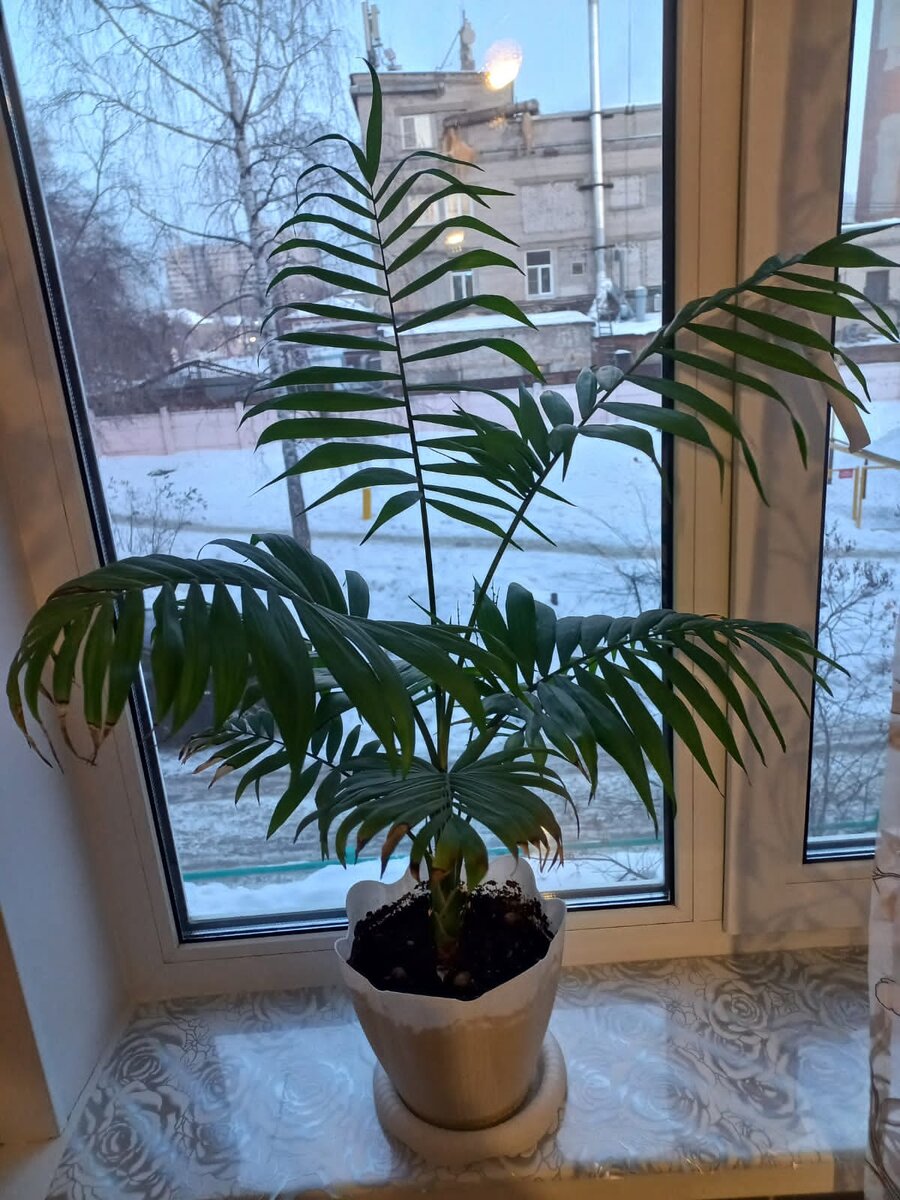 В итоге спасение Хамедореи обошлось без акарицидов