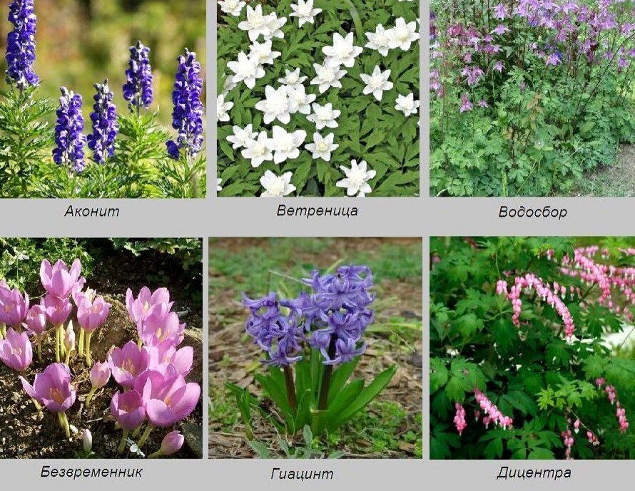 Травянистые ядовитые растения очень декоративны