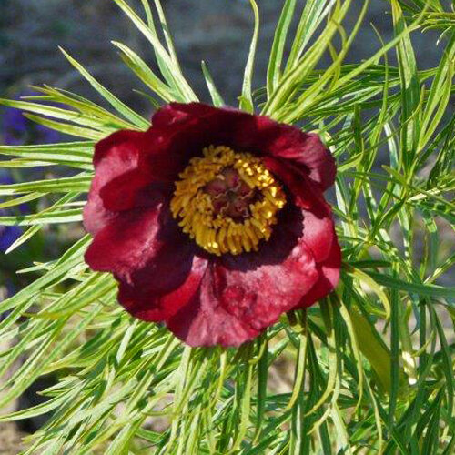 Little Odin ( Giessler , 2013 год ) , фото с сайта APS