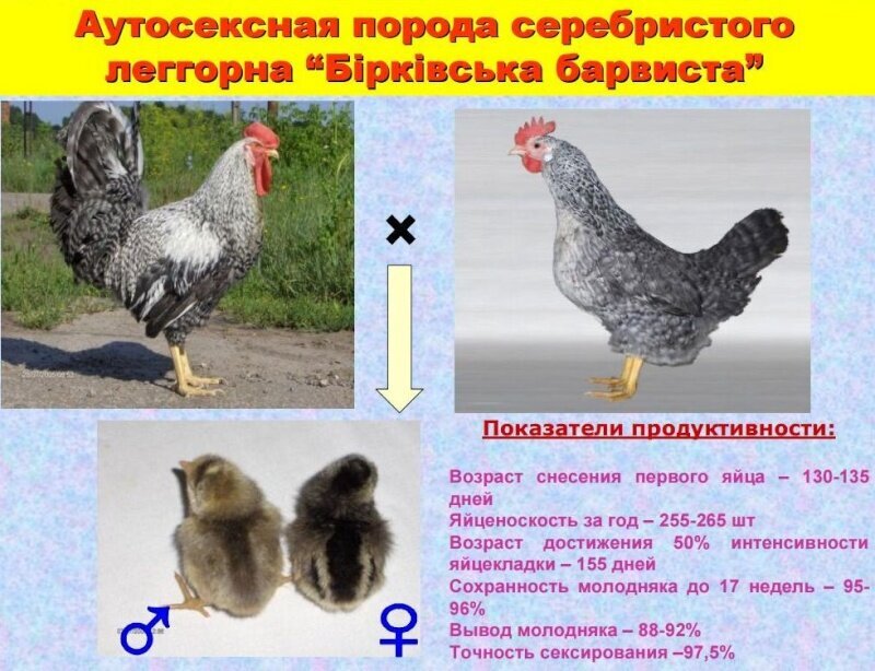 Куры борковские фото и описание отзывы