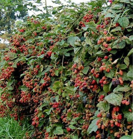 выращивание ежевики на даче