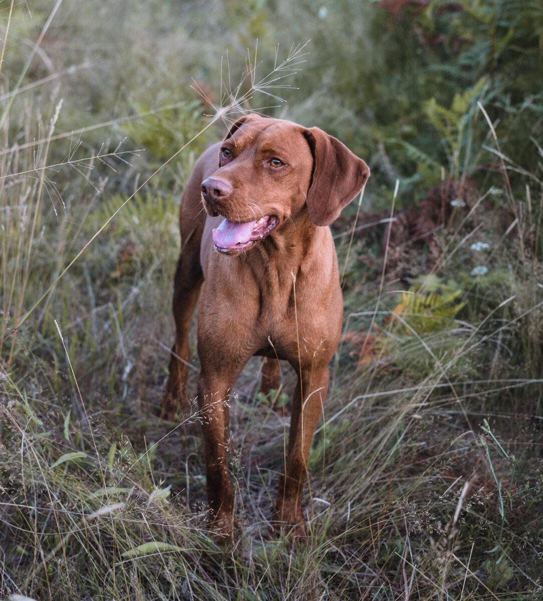 Гигиенический уход за шерстью и кожей венгерской легавой