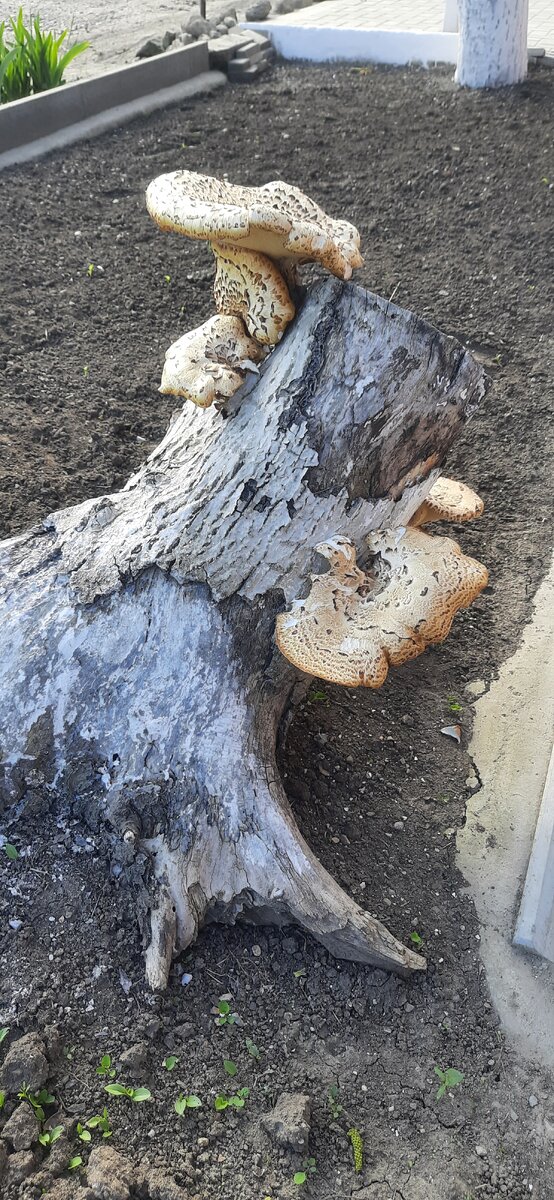 Это редкость в нашей местности 