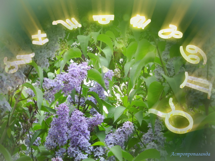 Коллаж Нины Стрелковой. 