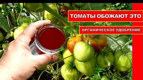 33ТОМАТЫ ОБОЖАЮТ ЭТУ ОРГАНИЧЕСКУЮ ПОДКОРМКУ! ПОМИДОРЫ ЗАСЫПЛЮТ ВАС УРОЖАЕМ РАНЬШЕ СРОКА