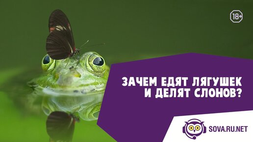 Зачем едят лягушек и делят слонов?