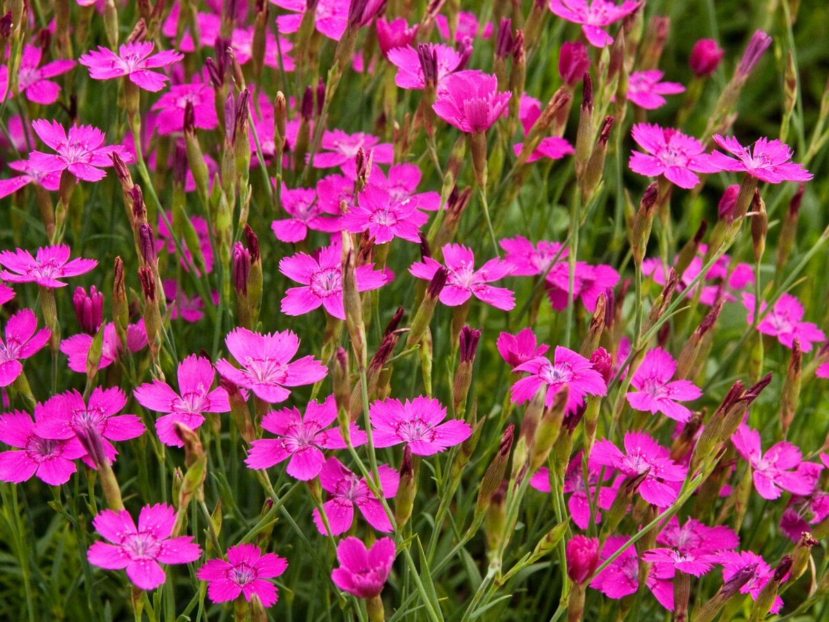 Гвоздика травянка (Dianthus deltoides)