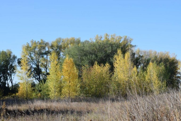    Волонтеры отряда «ОренСпас» нашли грибника, который заблудился в лесу Кристина Просвиркина