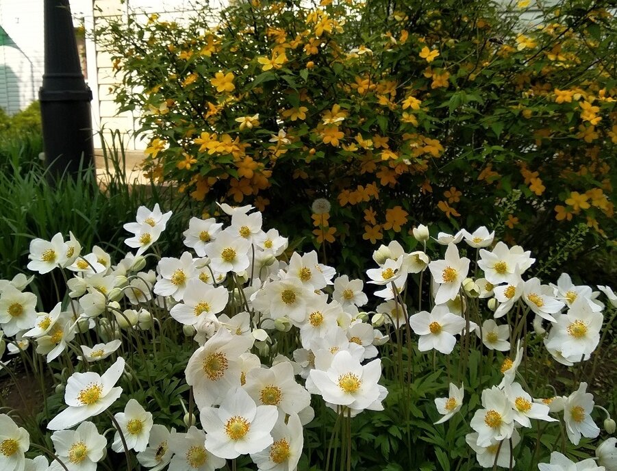 около дома №14, май