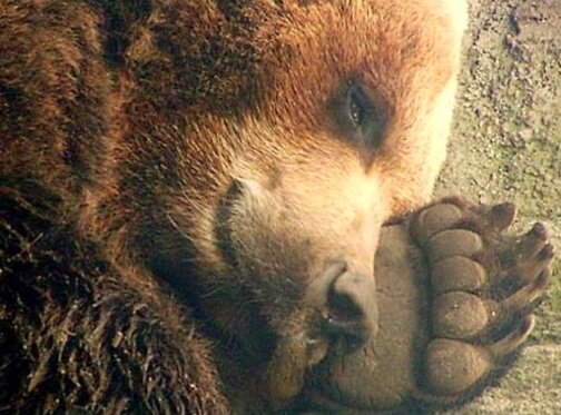 Почему медведь лапу. Спящий медведь. Медведь сосущий лапу. Спящие медведи. Медведь с лапой во рту.