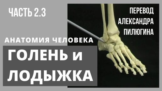 ГОЛЕНЬ и ЛОДЫЖКА. Анатомия человека на натуральных препаратах. Лучшее пособие для студентов. Атлас Акланда. Часть 2.3