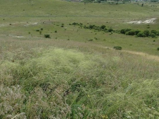     Фото: администрация Курской области