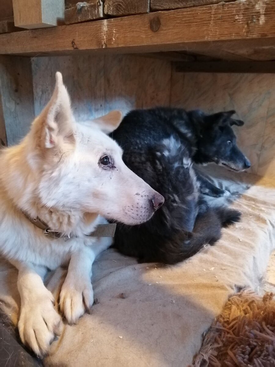 Патрик и Ригсби