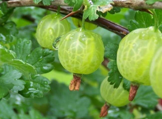 Белорусский сахарный