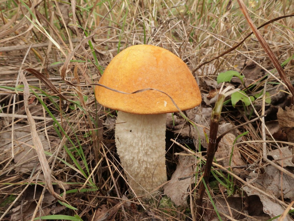 Подосиновиками-то никого не удивишь. На столе, я имею в виду (фото И.Лебединского)