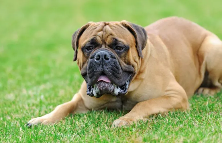 "Бойцовские" "Большие" "Породы собак "