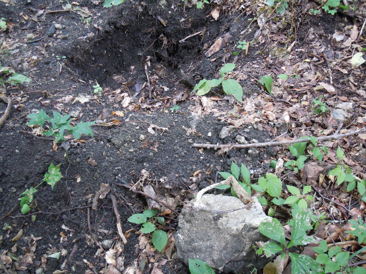 4 сентября 2014 года Теперь о другом. Сейчас на самой восточной Богатырской поляне работают лесозаготовители. Ниже показаны результаты их деятельности.-20