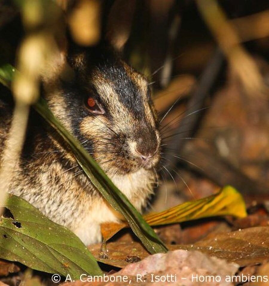 Суматранский полосатый кролик: Самый редкий кролик на планете. Почти вся  информация о нём – лишь домыслы и предположения | Книга животных | Дзен
