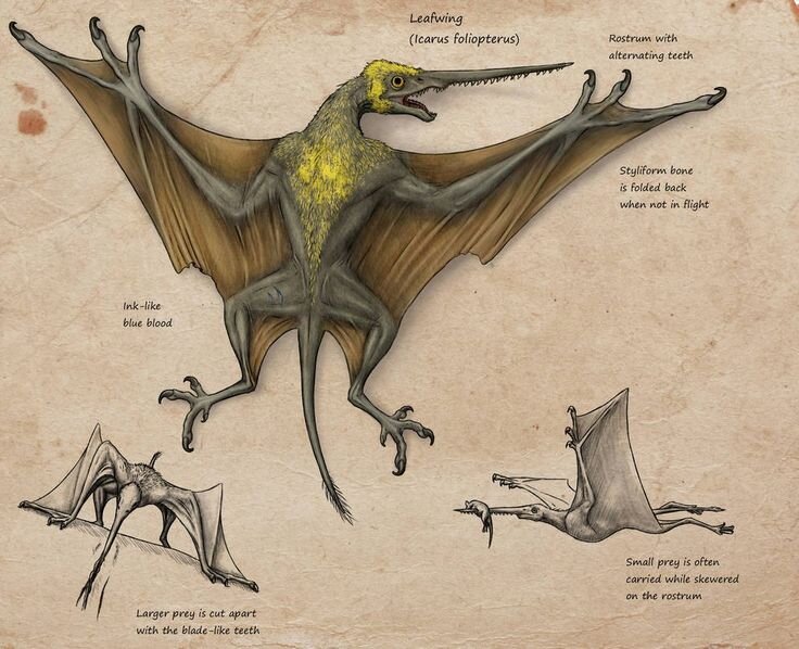 Листокрылы также похожи на летающих динозавров - птеродактилей. 