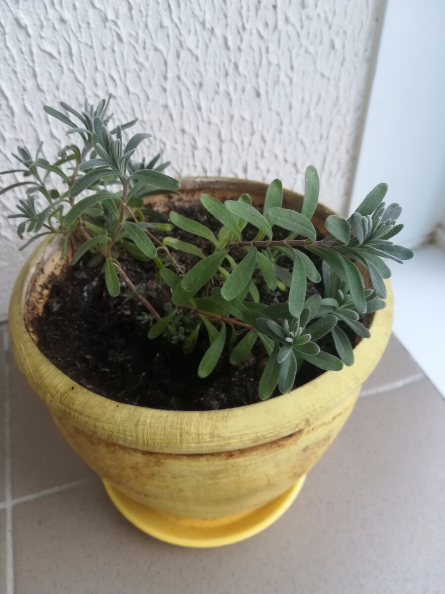 Лаванда-первогодка на лоджии